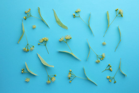 Fresh linden leaves and flowers on light blue background, top viewの写真素材