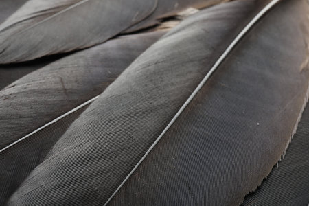 Beautiful black feathers as background, closeup viewの写真素材