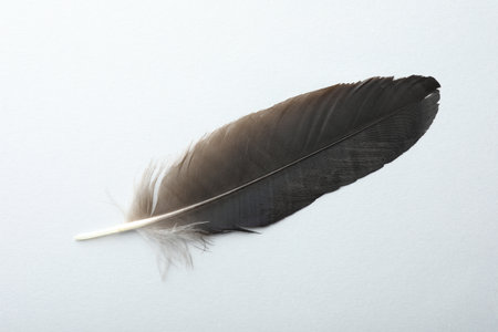 One black feather on light background, top viewの写真素材