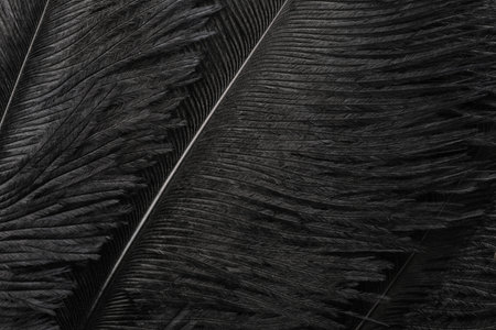 Beautiful black feathers as background, closeup viewの写真素材