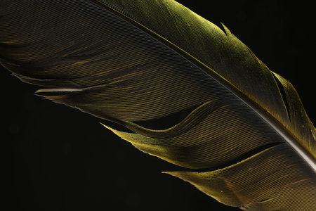 One beautiful feather in color light on black background, closeupの写真素材