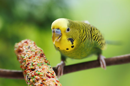 Pet parrot. Cute green budgerigar and bird treat on blurred backgroundの写真素材