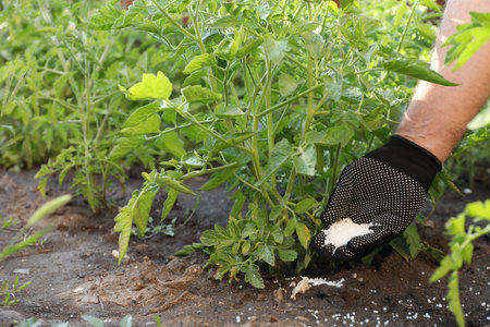 Man putting fertilizer onto soil under plant outdoors, closeupの写真素材