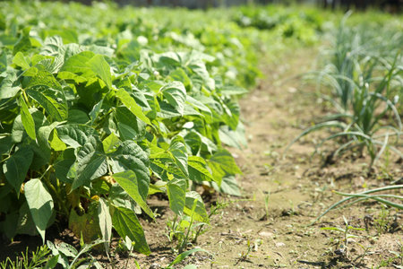 Green bean plants growing in filed on sunny day