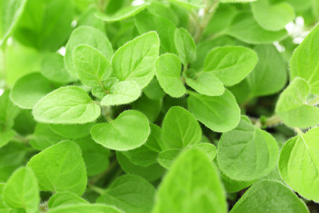 Green aromatic oregano as background, closeup viewの写真素材