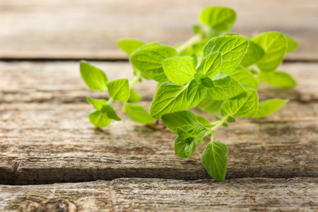 Sprigs of fresh green oregano on wooden table, closeupの写真素材