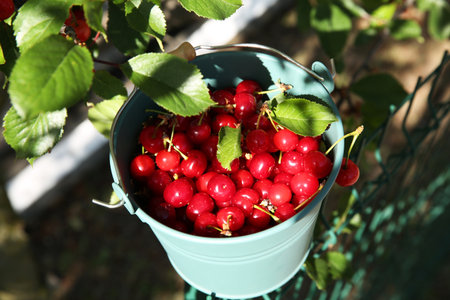 Ripe red cherry berries in bucket near tree outdoors, closeupの写真素材