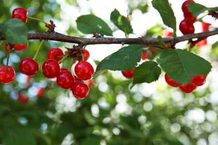 Cherry tree with ripe red berries outdoors, closeup