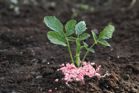 Plant and fertilizer on soil outdoors. Space for text