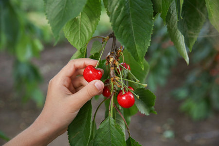 Girl picking ripe red cherries from tree, closeup