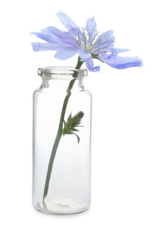 Beautiful cichorium flower in glass bottle isolated on whiteの写真素材