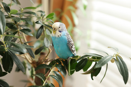 Pet parrot. Beautiful budgerigar sitting on tree indoorsの写真素材