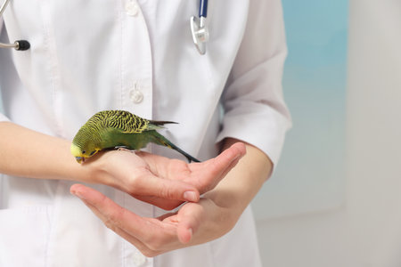 Veterinarian examining pet parrot on light background, closeup
