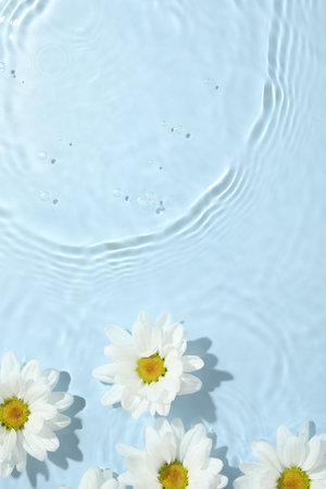 Beautiful daisy flowers in water on light blue background, top view. Space for textの写真素材