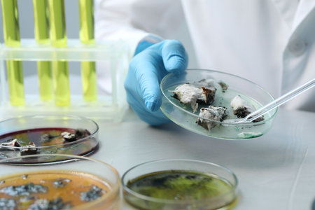 Laboratory worker taking sample with pipette from petri dish at light table, closeup