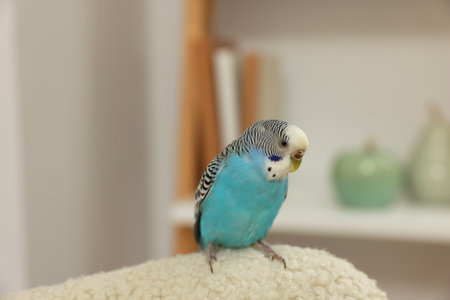 Pet parrot. Beautiful budgerigar sitting at home