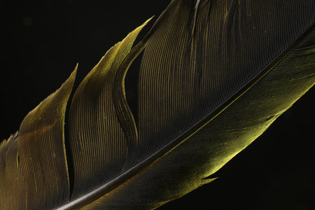 One beautiful feather in color light on black background, closeupの写真素材