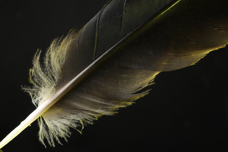 One beautiful feather in color light on black background, closeupの写真素材