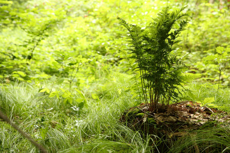 Many beautiful green plants growing in forestの写真素材