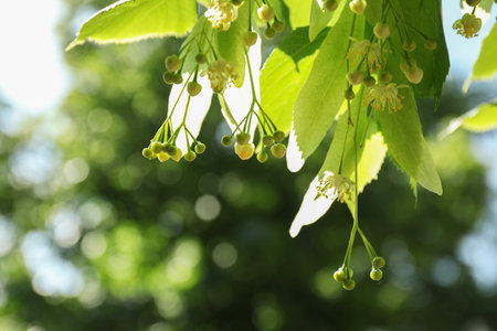 Beautiful linden tree with blossoms and green leaves outdoors
