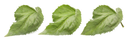 Green sunflower leaves isolated on white, set