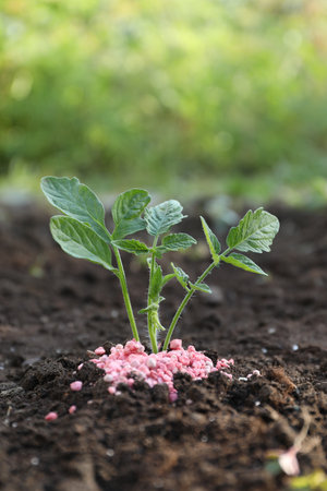 Green plant and fertilizer on soil outdoorsの写真素材