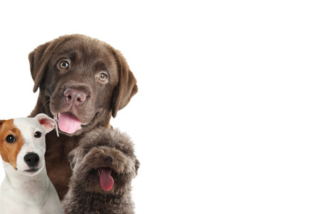 Adorable dogs on white background. Space for text