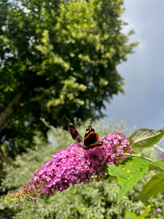 Butterflies on bush with lilac flowers outdoors