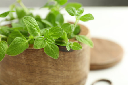 Sprigs of fresh green oregano in bowl on white table, closeupの写真素材