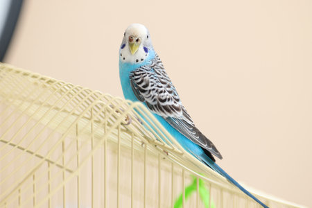 Pet parrot. Cute budgerigar sitting on cage at home