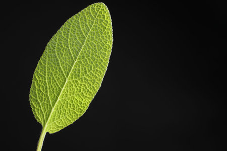 One sage leaf on black background, closeup. Space for textの写真素材