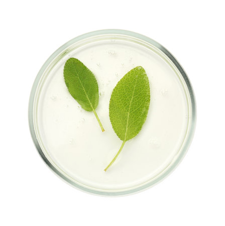 Petri dish with fresh leaves isolated on white, top viewの写真素材