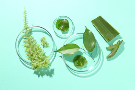 Petri dishes with different fresh leaves on turquoise background, flat layの写真素材