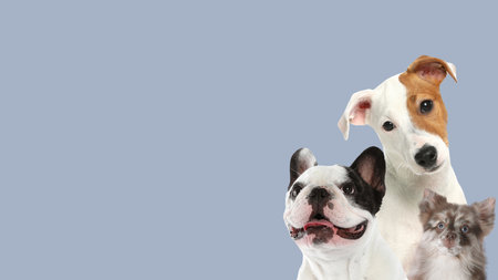 Adorable dogs on gray background. Banner design with space for text