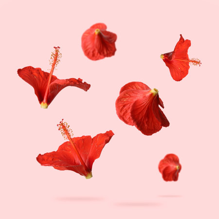 Red hibiscus flowers in air on pink backgroundの写真素材
