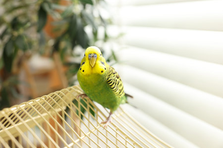 Pet parrot. Beautiful budgerigar sitting on cage indoorsの写真素材