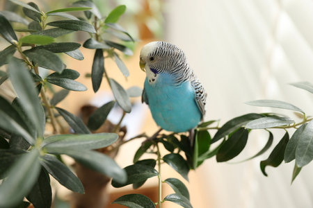 Pet parrot. Beautiful budgerigar sitting on tree indoors