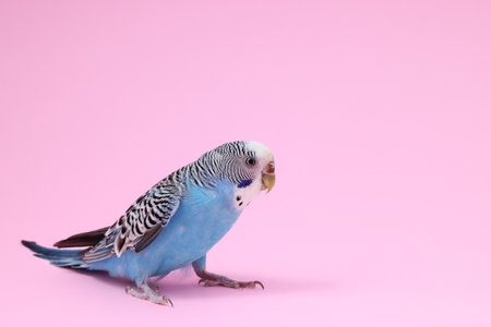 Beautiful bright parrot on pink background. Exotic pet. Space for textの写真素材