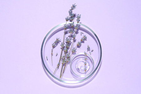 Petri dishes with lavender flowers and gel on violet background, top viewの写真素材