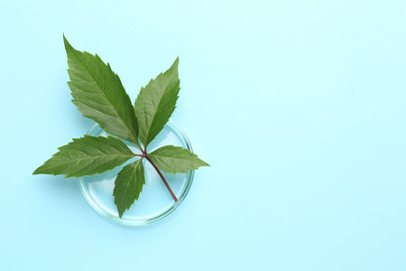 Petri dish with green leaves on light blue background, top view. Space for textの写真素材