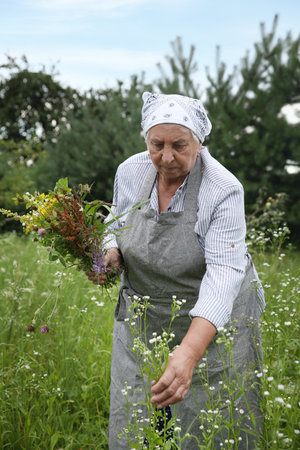 Senior woman picking herbs for tincture in meadowの写真素材