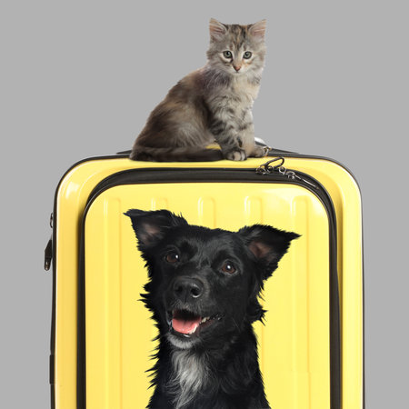 Cute kitten sitting on yellow suitcase and dalmatian dog on grey backgroundの写真素材
