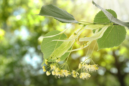 Linden tree branch with leaves and blooming flowers outdoors, closeupの写真素材