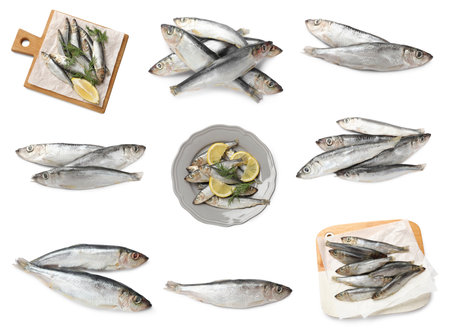Set of fresh raw sprats isolated on white, top viewの写真素材