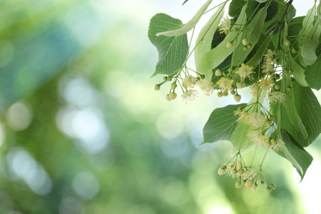 Linden tree branch with leaves and blooming flowers outdoors, closeup. Space for text
