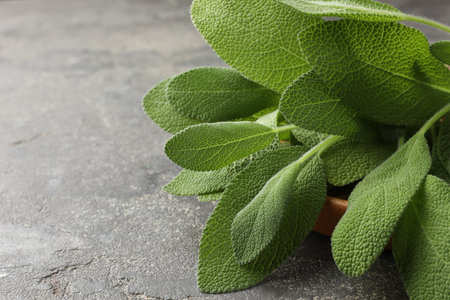 Green sage leaves on gray textured table, closeup. Space for textの写真素材