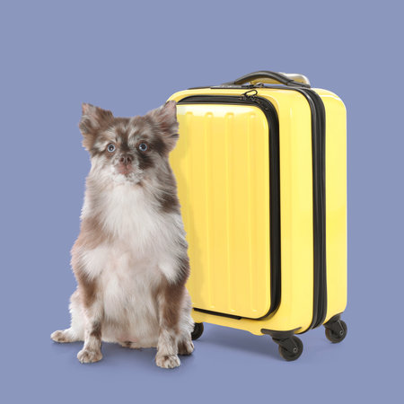 Cute fluffy dog and yellow suitcase on color backgroundの写真素材