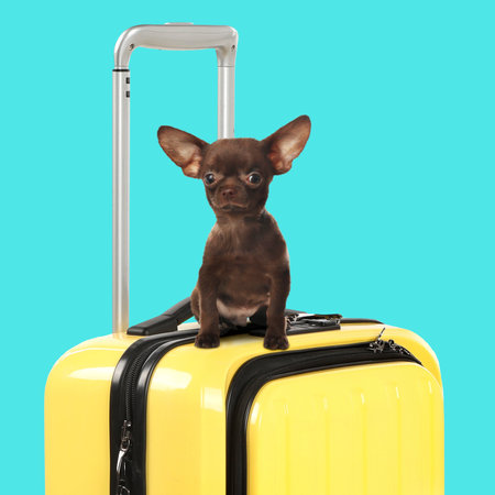 Cute Chihuahua dog on yellow suitcase against turquoise backgroundの写真素材