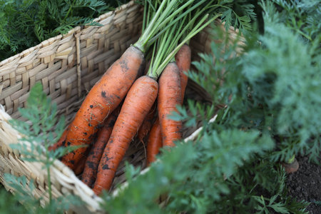 Wicker basket with bunch of fresh carrots in garden, closeup