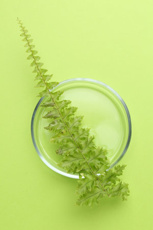 Petri dish with fresh fern leaf on green background, top viewの写真素材
